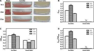 Fnr Negatively Regulates Prodigiosin Synthesis in Serratia sp. ATCC 39006 During Aerobic Fermentation